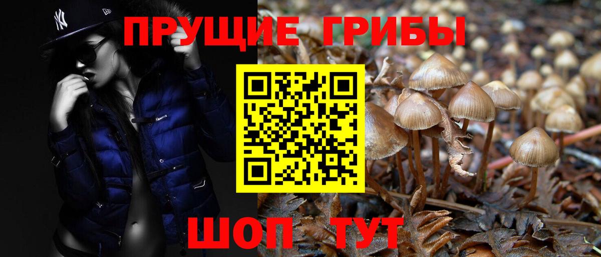 Галлюциногенные грибы Psilocybine cubensis Курск